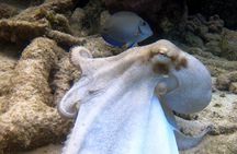 2 tank guided dive House Reef (Pierbaai Reef and Car Pile)