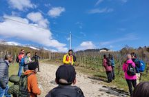 Tasting of Organic Mountain Wines with Vineyard and Cellar Tour