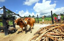 Dominican Countryside Half Day Tour