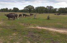 Half-Day Nature Walk in Mosi-oa-Tunya National Park from Livingstone