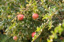 Santorini 5 Hour Private Oia Tour & Lunch/Dinner at a Local Farm