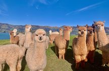 Shamarra Alpaca Farm Tours