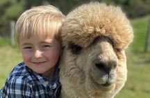 Shamarra Alpaca Farm Tours