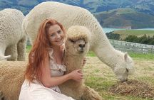Shamarra Alpaca Farm Tours