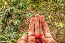 Coffee Tour in Sacatepéquez with Tasting