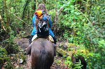  Full day CAYUTUE Horse ride 