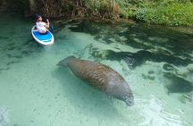 Paddle Board and Wildlife Exploration