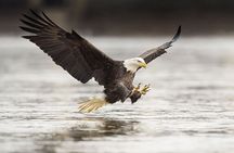 Customizable Private Tour in Ketchikan with Pick Up