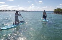 Paddle Board and Wildlife Exploration
