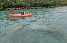 Paddle Board and Wildlife Exploration