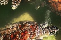 Baraka Aquarium; Jozani Forest Tour; Kuza Cave; Paje Beach; The Rock Restaurant