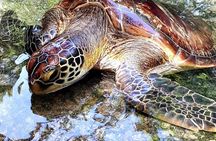 Baraka Aquarium; Jozani Forest Tour; Kuza Cave; Paje Beach; The Rock Restaurant
