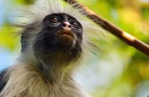 Jozani Forest; Kuza Cave; Paje Beach; The Rock; Salaam Cave Tour