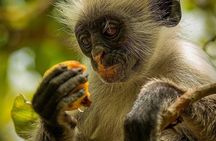 Jozani Forest; Kuza Cave; Paje Beach; The Rock; Salaam Cave Tour