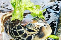 Baraka Aquarium; Jozani Forest Tour; Kuza Cave; Paje Beach; The Rock Restaurant