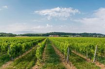 Vineyard tour with tasting of 4 wines on Garda Hills
