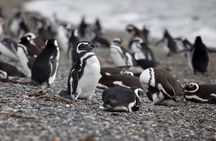 Martillo Island: Boat Trip to the Penguin Colony & Beagle Channel