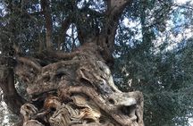 Palma de Mallorca: PRIVATE Local Food And Cathedral Experience 