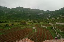 Wine tasting in the family winery, feel the spirit