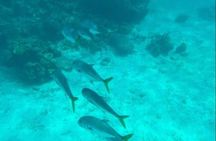 Snorkeling with Sea Scooters and Sea Adventure - Offshore