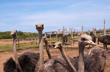 Eastern Treasures of Curacao Tour