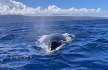 Whale Watch and Scenic Tour from Kayak