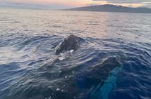 Whale Watch and Scenic Tour from Kayak
