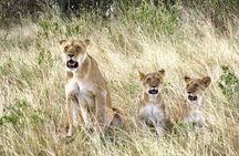 3 Days Private Tour at Masai Mara National Reserve