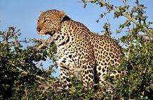 3 Days Private Tour at Masai Mara National Reserve
