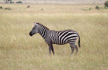 6-Day Majestic Tanzania Safari – All Inclusive