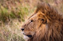 4-Day Simba Safari - Mid Range Tour