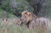 4-Day Simba Safari - Mid Range Tour