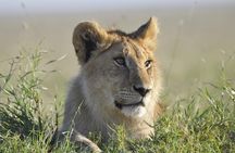 4-Day Simba Safari - Mid Range Tour