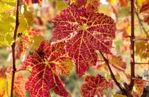 Lake Balaton private wine tasting and sightseeing from Budapest 