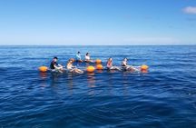 Clear Bottom Kayak - Guaranteed to see Turtles!