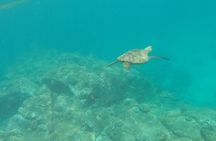 Stand Up Paddle Nature and Turtle tour-Guaranteed to see turtles