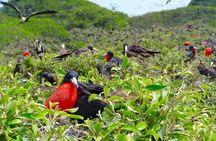 Full Day Tour Mangroves Dolphins and Birds from Guayaquil 