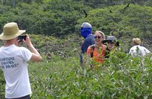 Full Day Tour Mangroves Dolphins and Birds from Guayaquil 