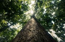 Khao Sok Rainforest | Hiking & Bamboo Rafting