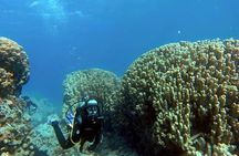 Aqaba Private Scuba Diving Activity with Pick Up