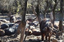 La Rioja Biosphere: Organic Pig Farm, Ham & Wine Tasting