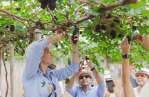 3-Hour Vineyard Wine Tour with Tasting