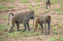 Ultimate Safari Adventure: Ngorongoro - Serengeti - Manyara