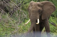 Ultimate Safari Adventure: Ngorongoro - Serengeti - Manyara