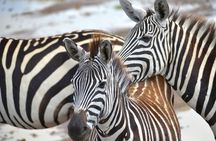 Ultimate Safari Adventure: Ngorongoro - Serengeti - Manyara