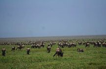 Ultimate Safari Adventure: Ngorongoro - Serengeti - Manyara