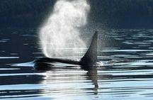Only Wildlife and Whale Watching Tour Leaving from Seattle