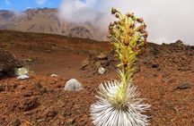 Classic Haleakala Sunrise Tour
