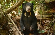 Sepilok Orang Utan, Sun Bear & Sandakan Nature City Tour + Lunch