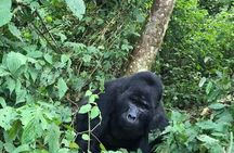 3 Days Uganda Gorilla trek Safari Tour 